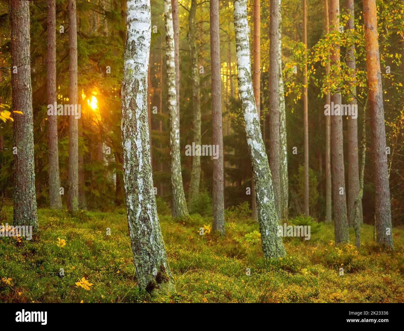 Birch trees in a pine woodland in a sunny autumn morning, tree trunks ...