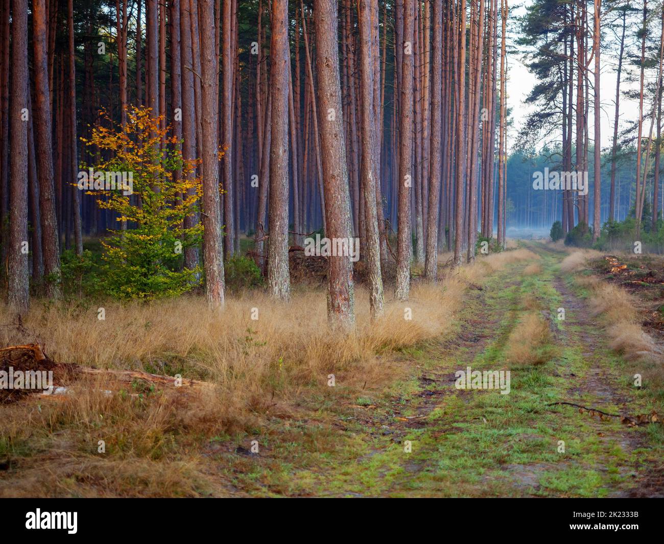road in a autumn deep forest, hiking path in a fall season in a foggy morning Stock Photo