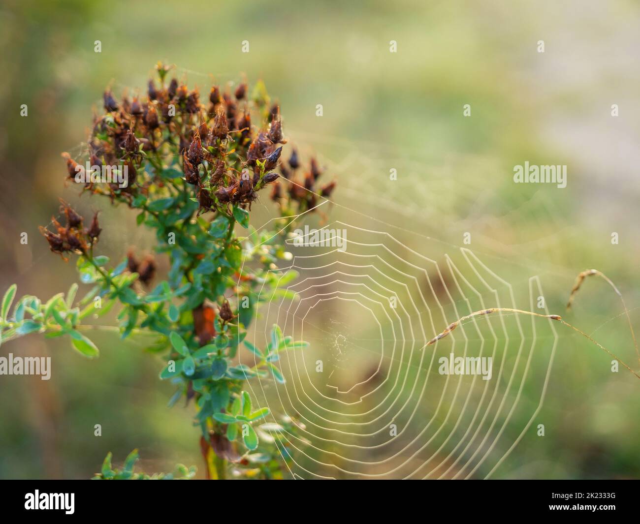 dry wildflower with spider cobweb in a morning woodland, close up nature background with copy space Stock Photo