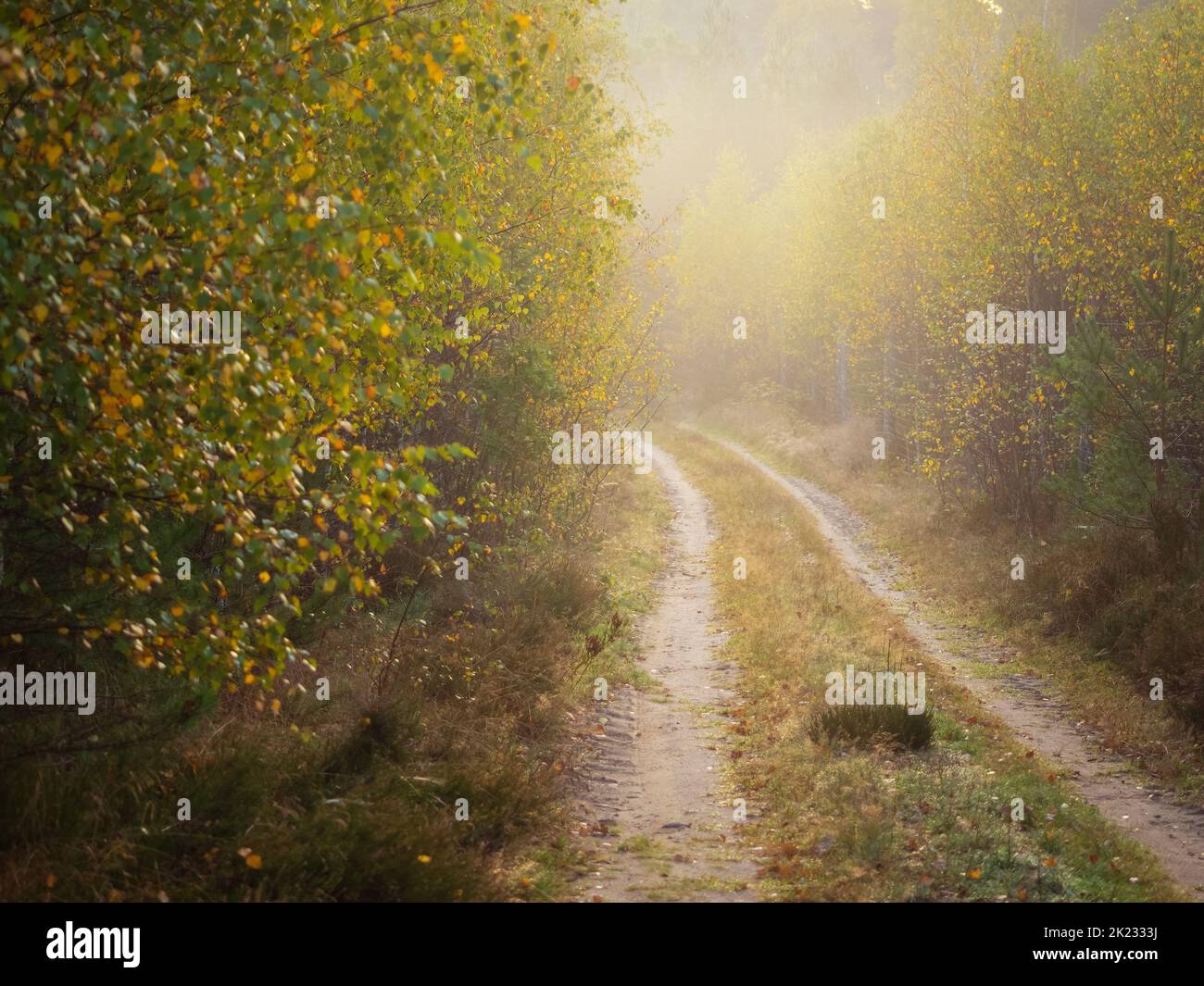 road in a autumn deep forest, hiking path in a fall season in a foggy morning Stock Photo