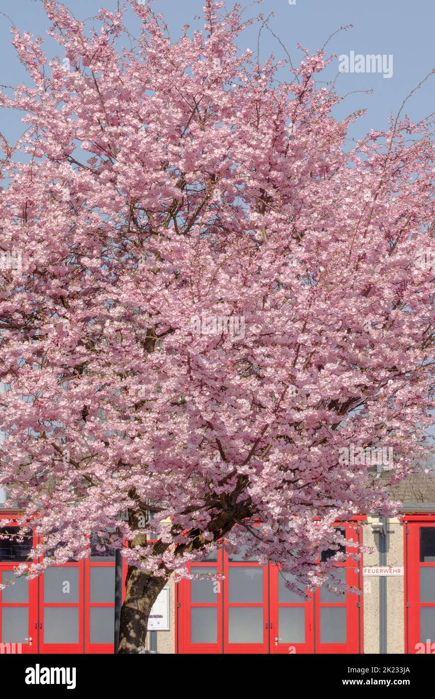 Beautiful cherry blossom trees in Aachen-Eilendorf Stock Photo