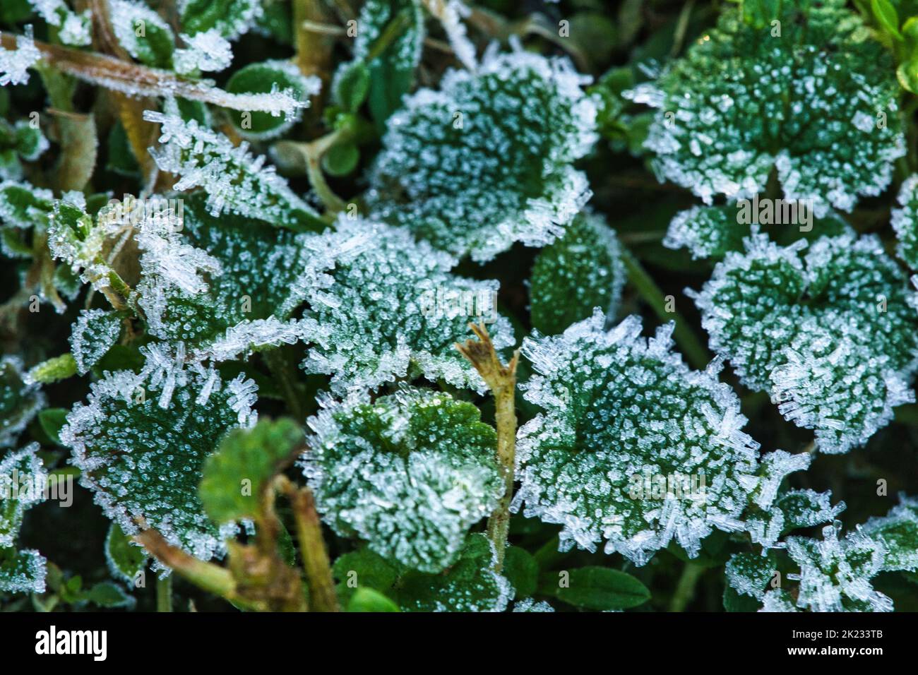Ice crystals on still green plants. Close up of frozen water. Macro ...