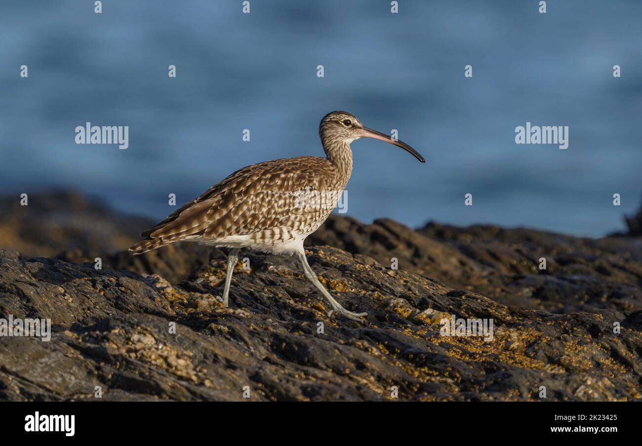 Whimbrel, Eurasian whimbrel (Numenius phaeopus) in late summer on a rocky coast, Andalucia, Southern Spain. Stock Photo