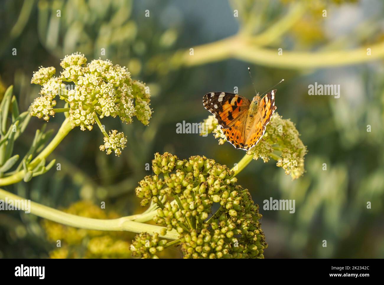Painted lady, butterfly, vanesa cardui, on rock samphire, Andalusia, Spain, Stock Photo