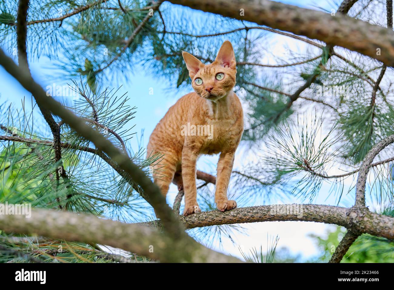 Serious ginger cat Devon rex on a tree attentively watching hunts Stock Photo
