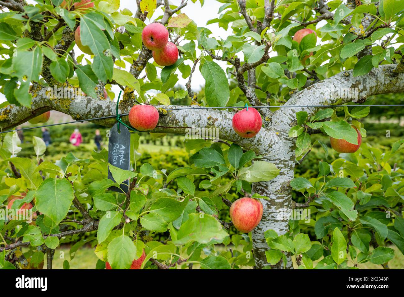 Heritage apples uk hires stock photography and images Alamy