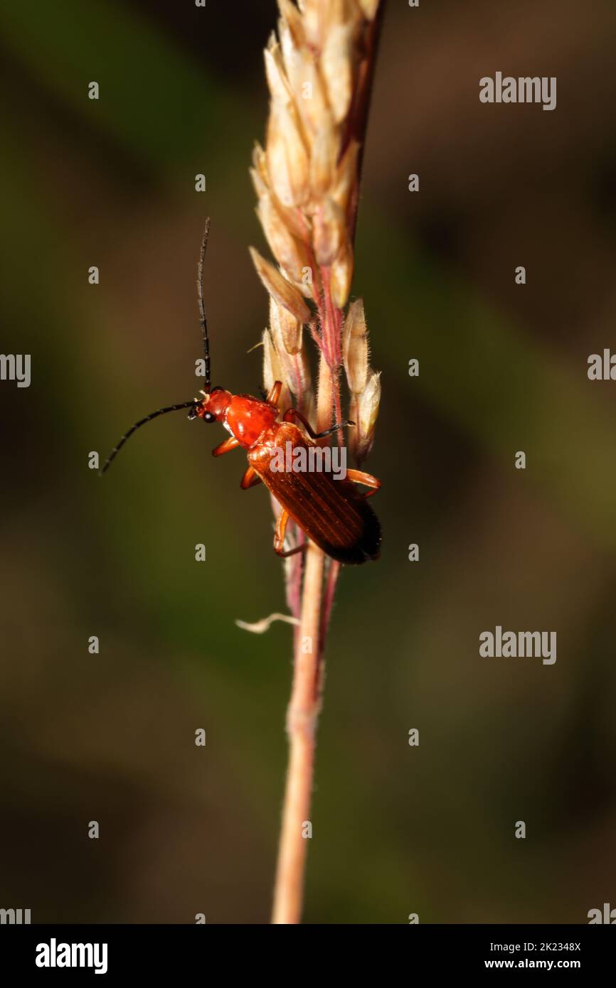 Common red soldier beetle (Rhagonycha Fulva) on grass seed head Stock Photo