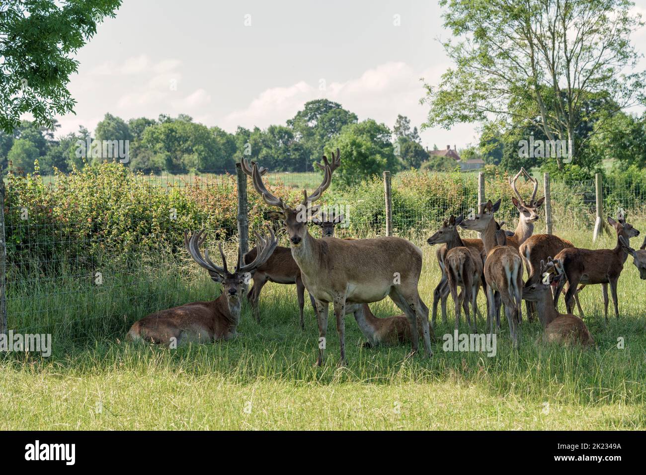 Red deer on a commercial deer farm in Wiltshire Stock Photo