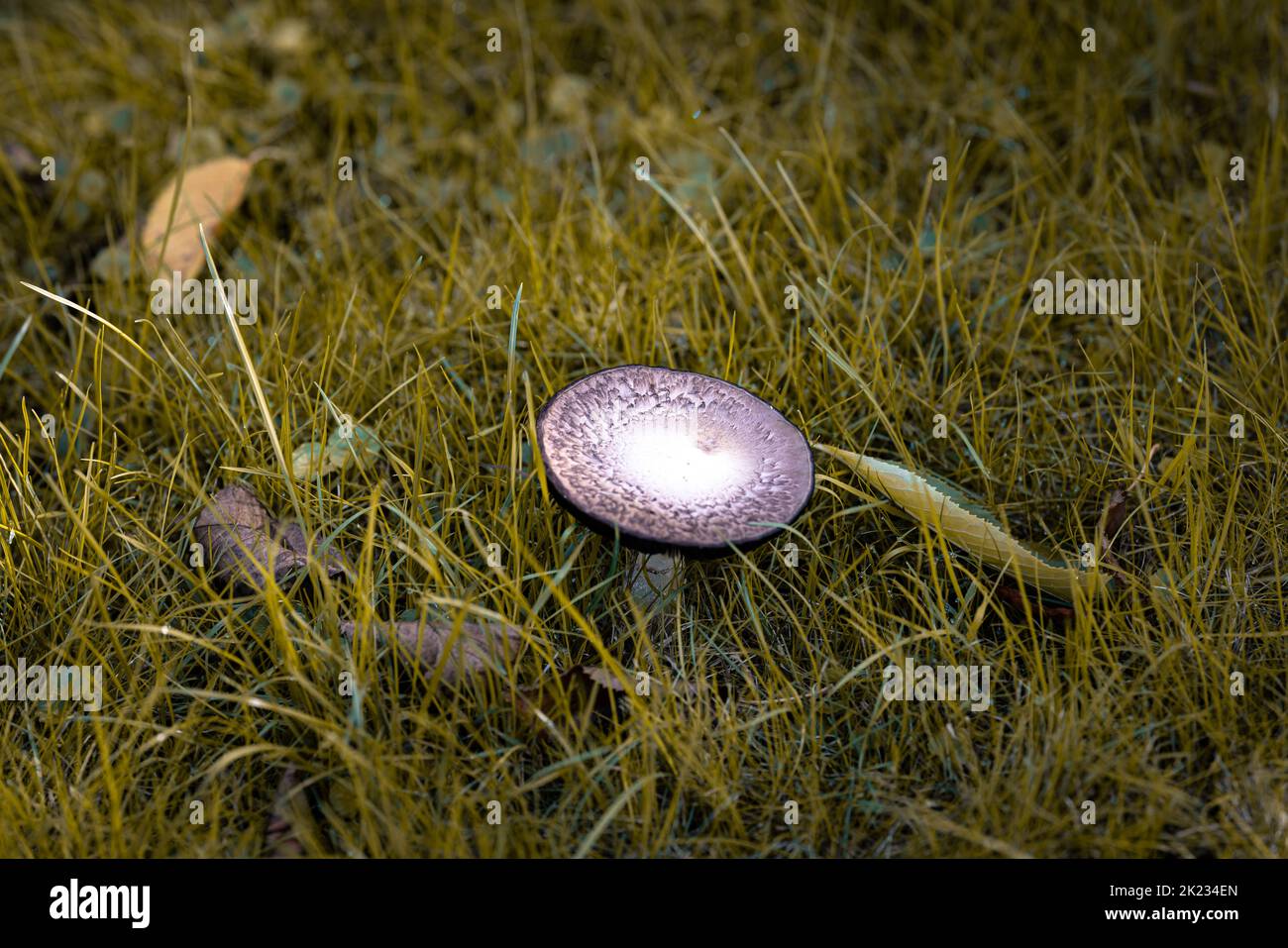 Close up of a mushroom in grass in autumn colors Stock Photo