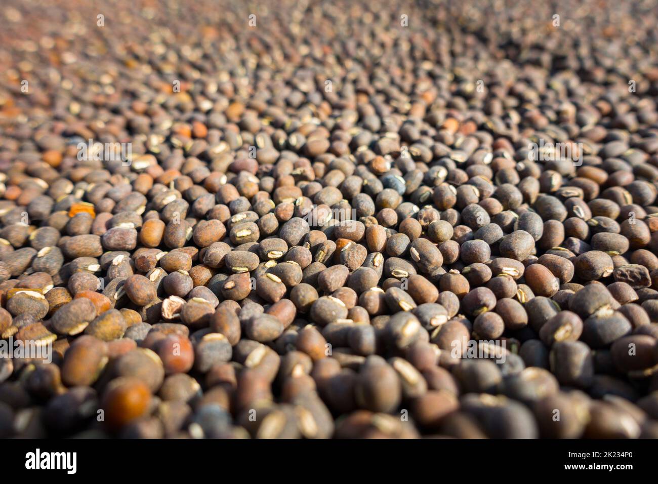 Vigna mungo, the black gram, urad bean. in the legume family. Organic bean, Uttarakhand India. Stock Photo