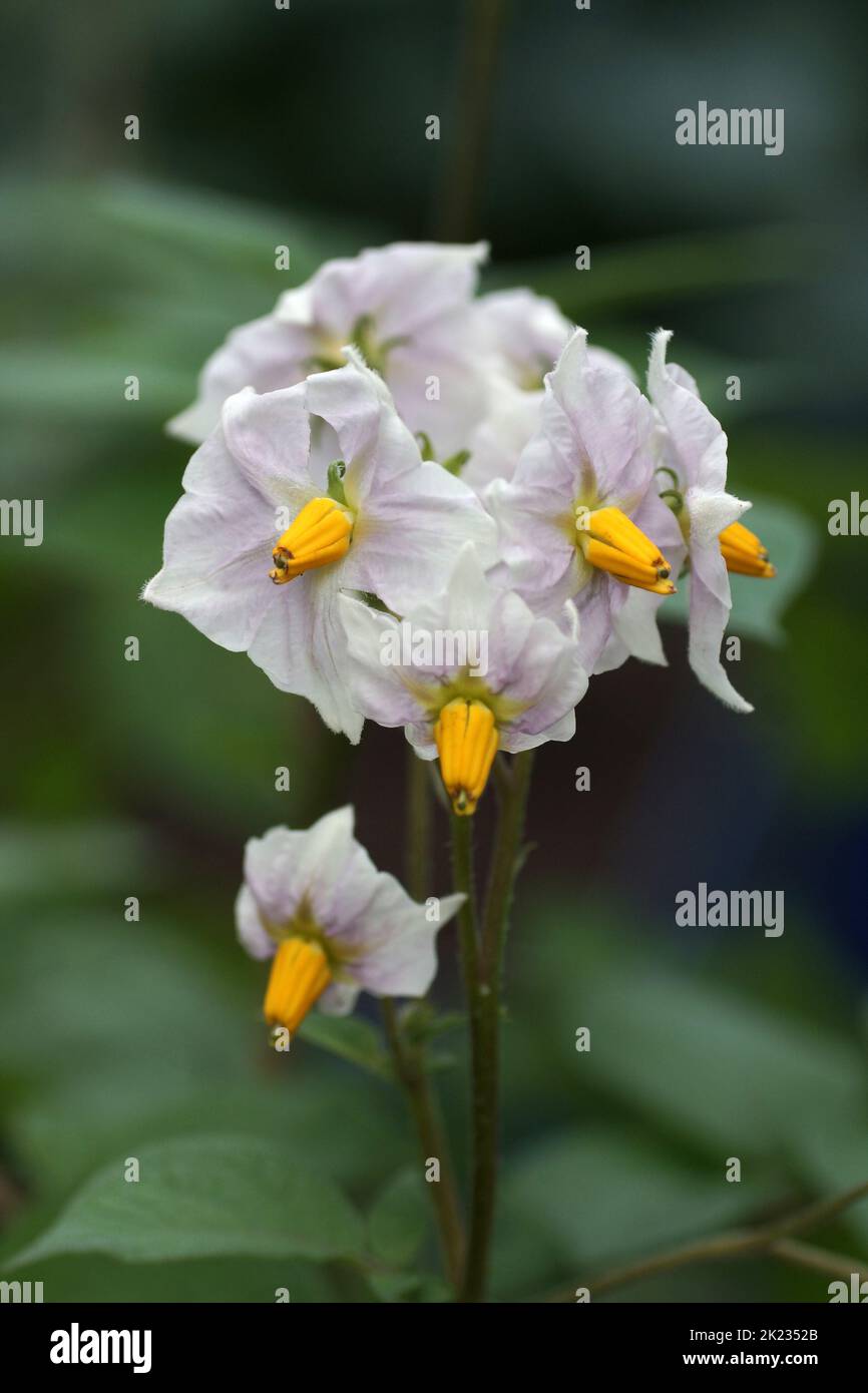 The flowers of Potato Stock Photo