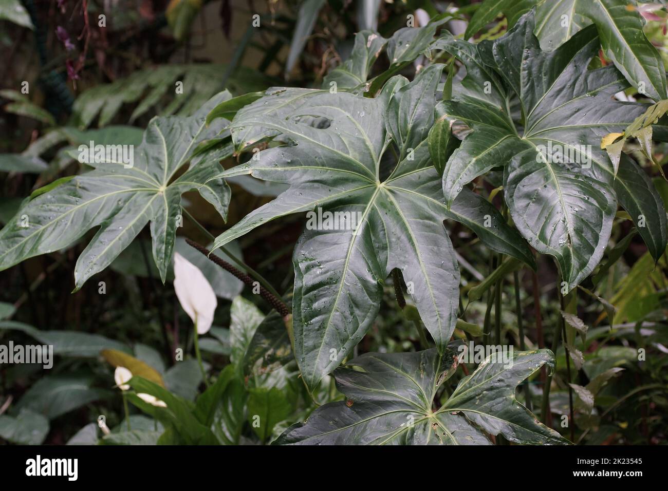 The hybrid Anthurium x macrolobium Stock Photo