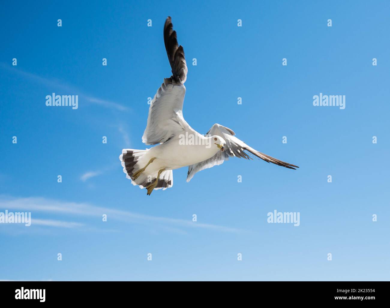 Flying seagull over blue sky. Stock Photo