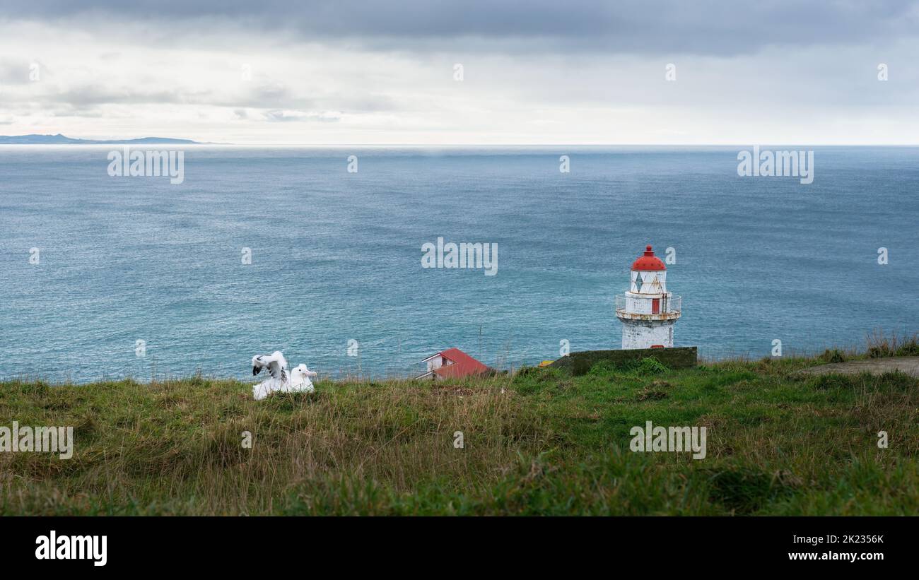 Royal Albatross chick stretching its wings beside Taiaroa Head lighthouse, Otago Peninsula, New Zealand. Stock Photo