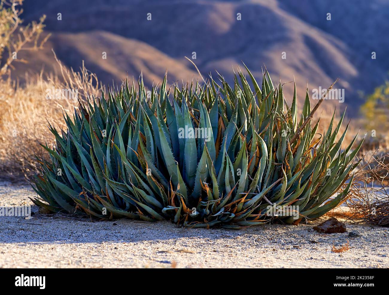 Californian desert - Anza-Borrego. Anza-Borrego Desert State Park, Southern California, USA. Stock Photo