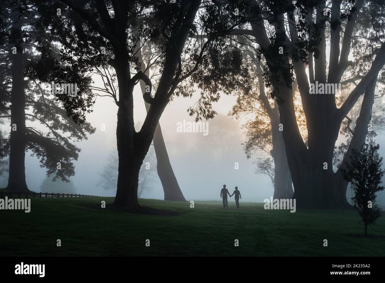 Two people walking in the fog among big trees, Hamilton lake (also known as Lake Rotoroa), Hamilton, New Zealand. Stock Photo