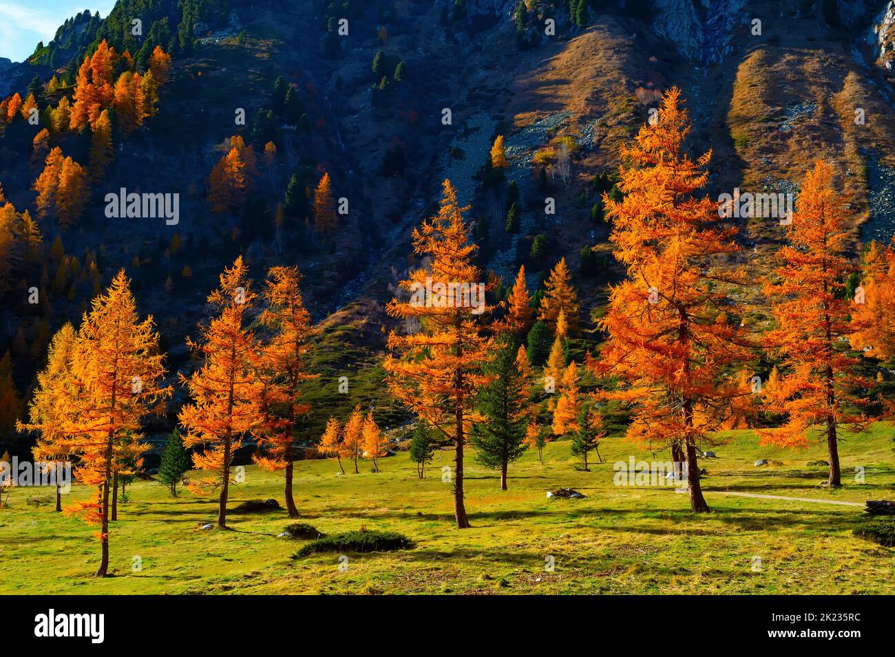 Alpine meadow with spruces on green grass, rocky mountain in background, sunshine fall, Alps Stock Photo