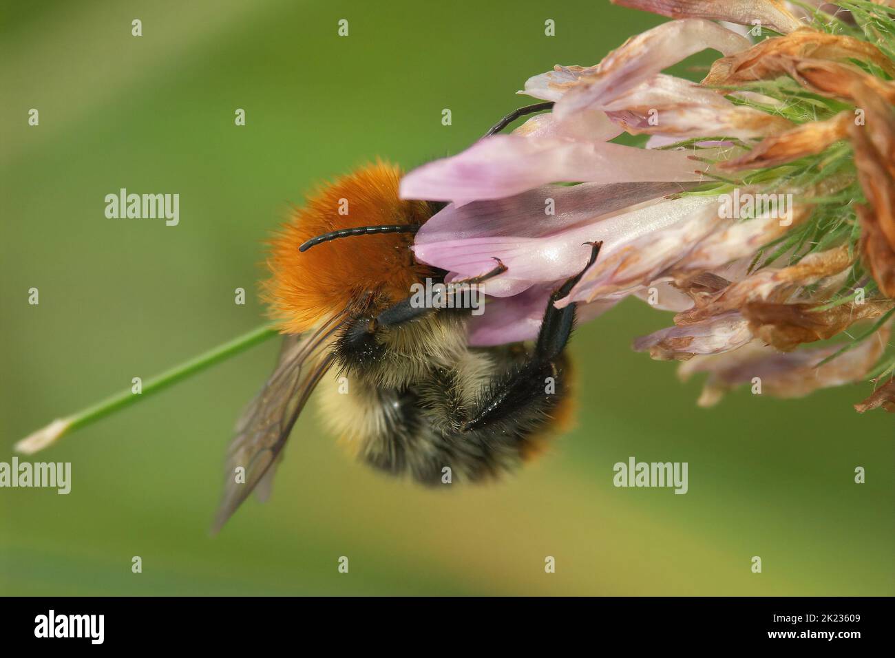 Closeup on a fluffy worker European common brown-banded bumble bee, Bombus pascuorum on a pink clover flower Stock Photo