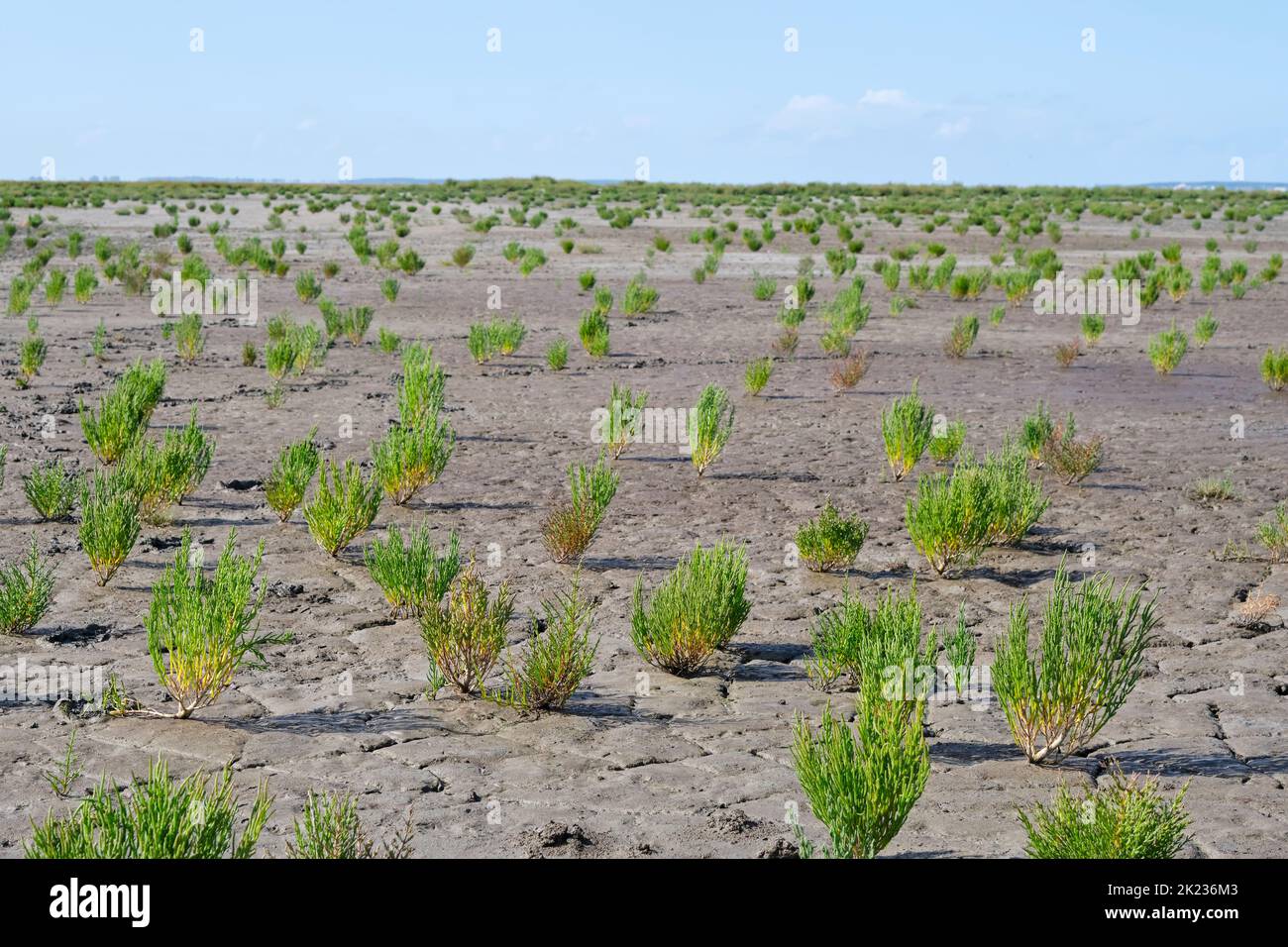 A field of green samphire or salicornia plants in cracked muddy clay at the seashore of the Wadden Sea The Netherlands at low tide under a blue sky. Stock Photo