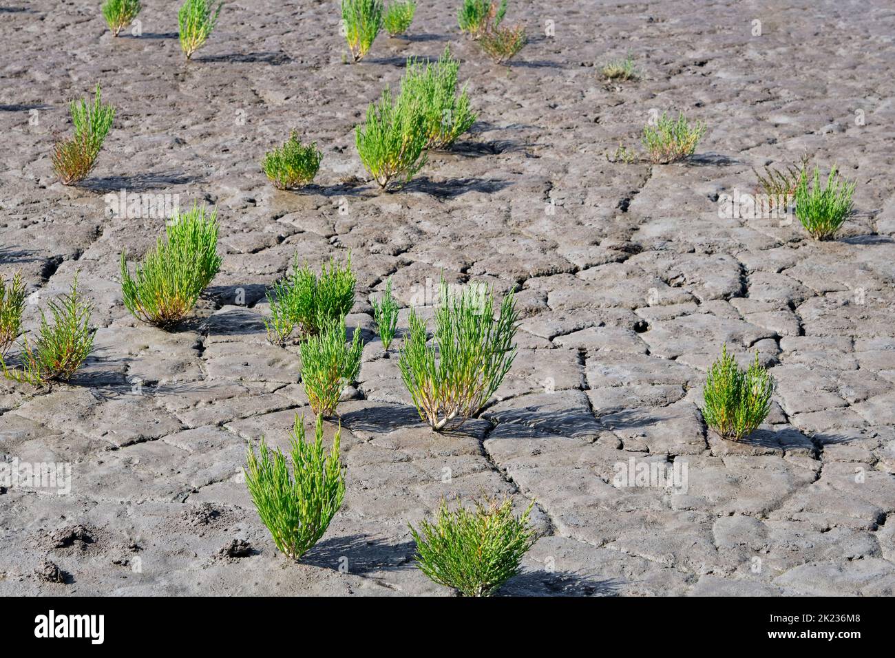 Green samphire or salicornia plants in cracked muddy clay at the seashore of the Wadden Sea The Netherlands at low tide. Stock Photo