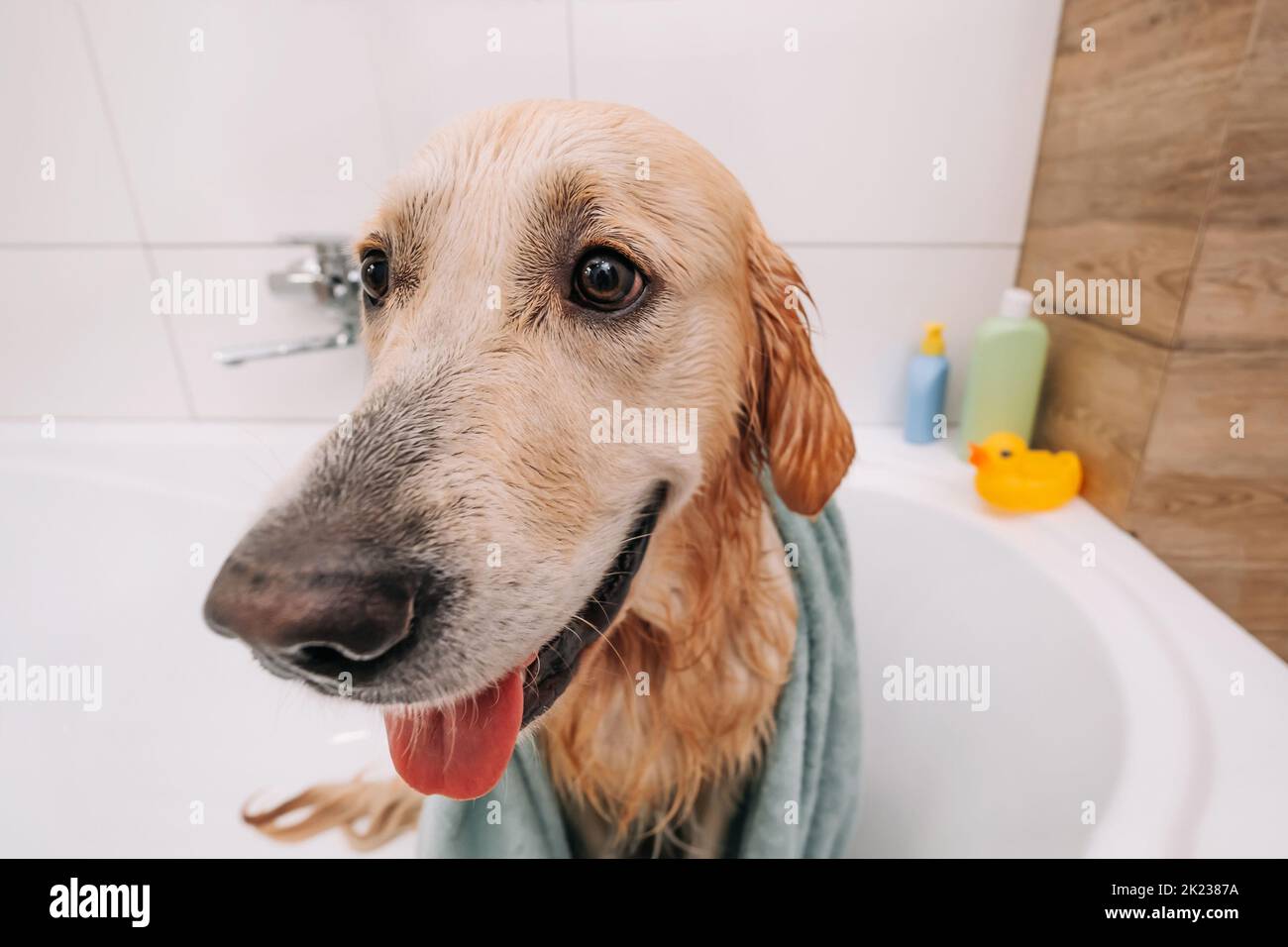 Golden retriever dog taking bath Stock Photo Alamy