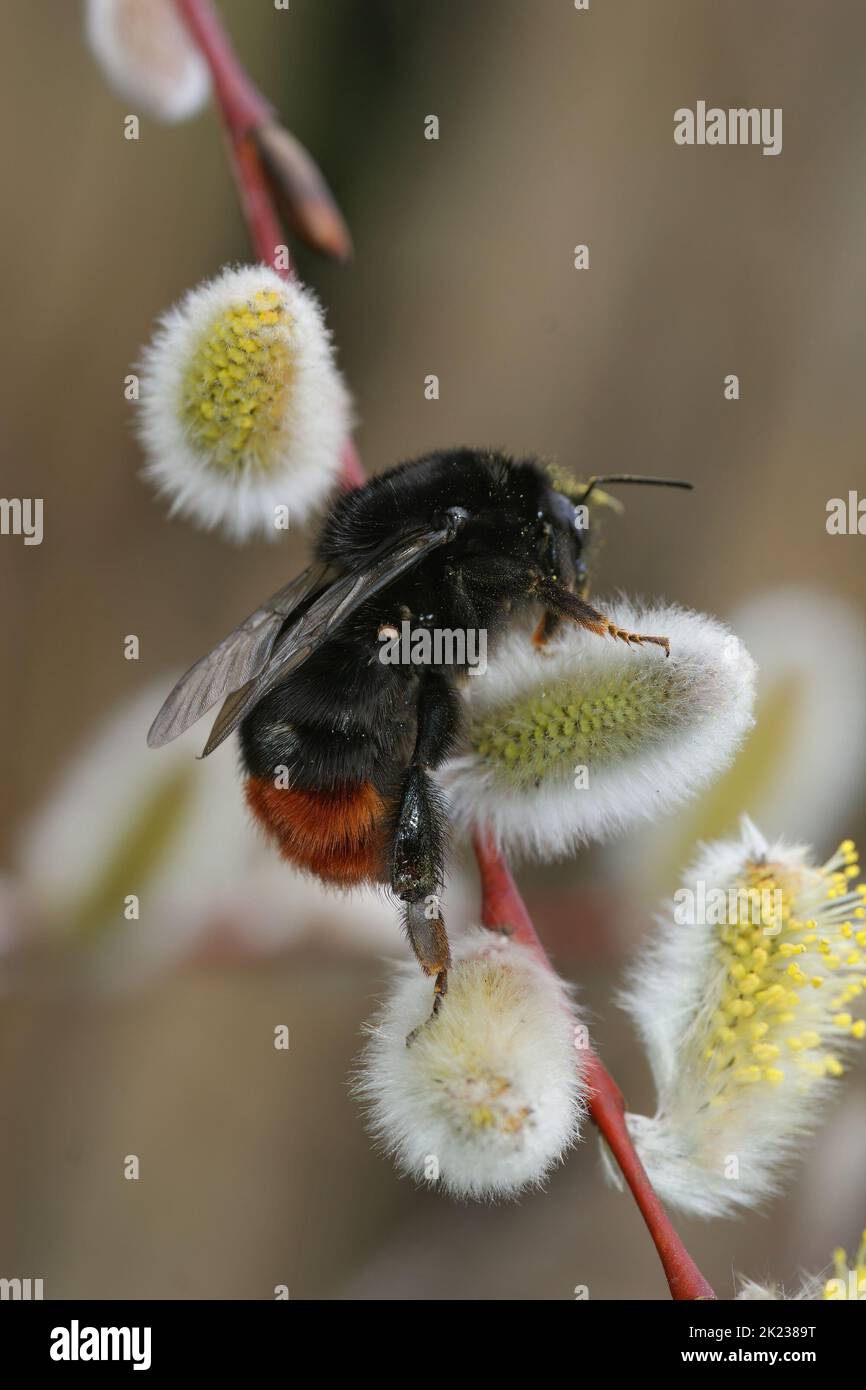 Colorful vertical closeup on a fluffy Red tailed bumblebee worker, Bombus lapidarius on a goat willow in the spring Stock Photo