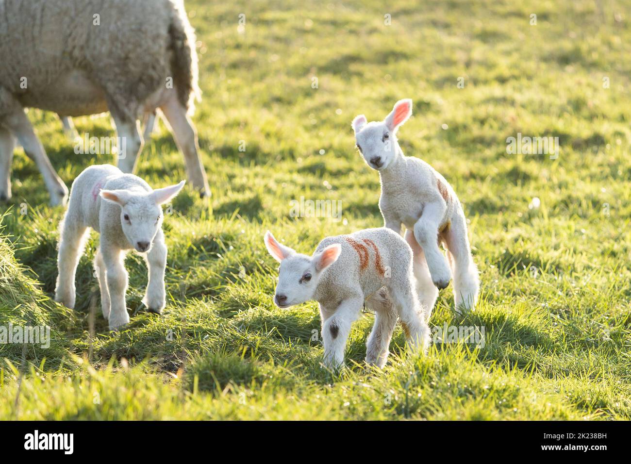 Playful British lambs outdoors in field. Stock Photo