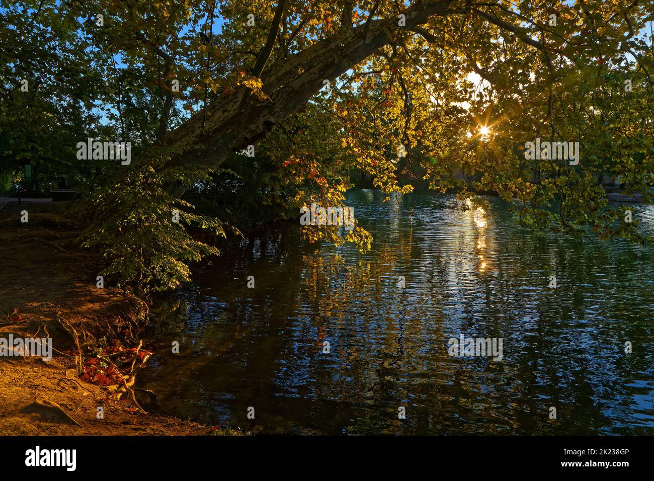 Sun rises through the trees over the lake of Parc de la Tête d'Or Stock Photo