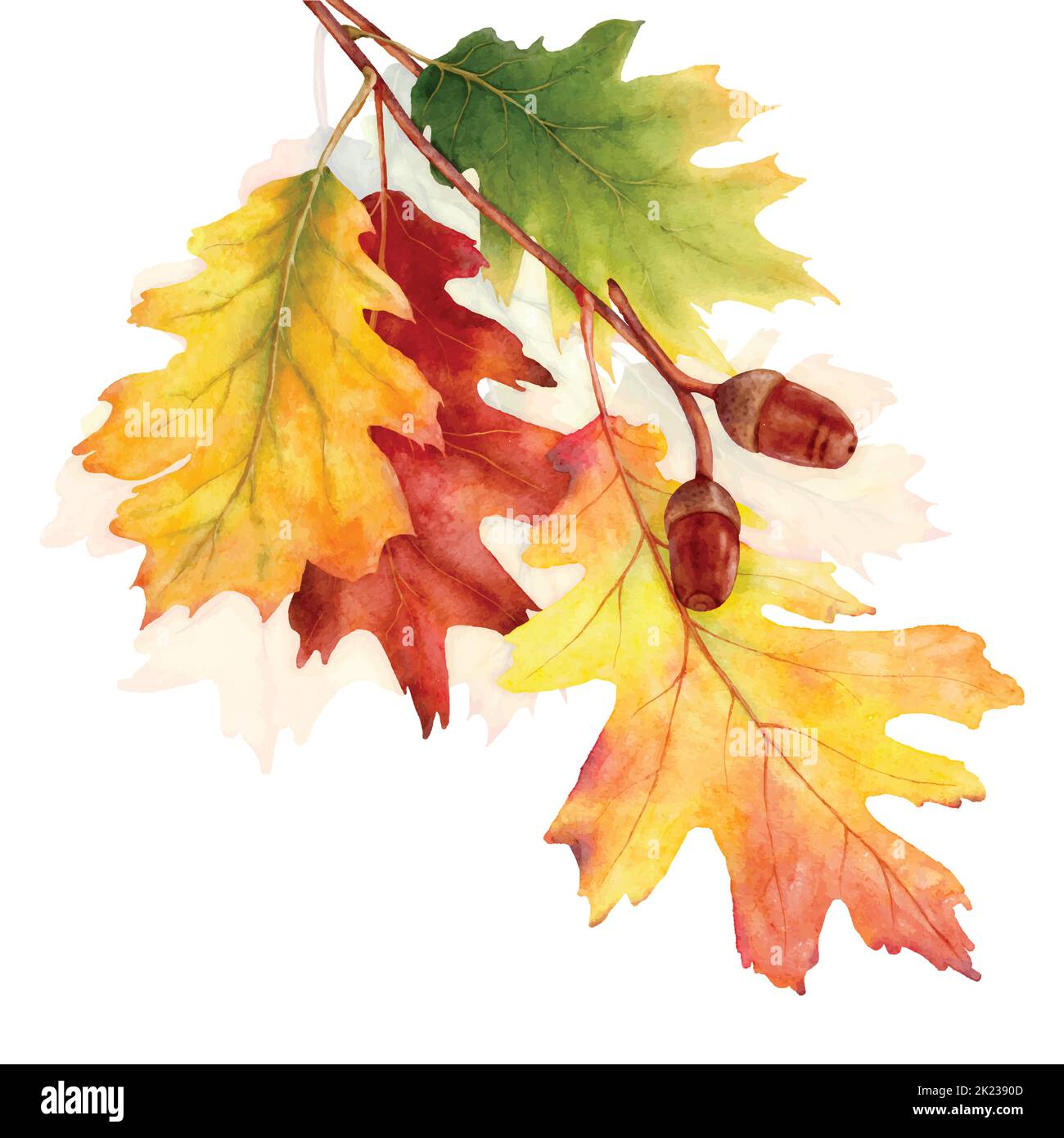 Colorful autumn with oak leaves branches, illustration watercolor with hand drawn. Suitable for decorate in the fall festival, greeting cards or poste Stock Vector
