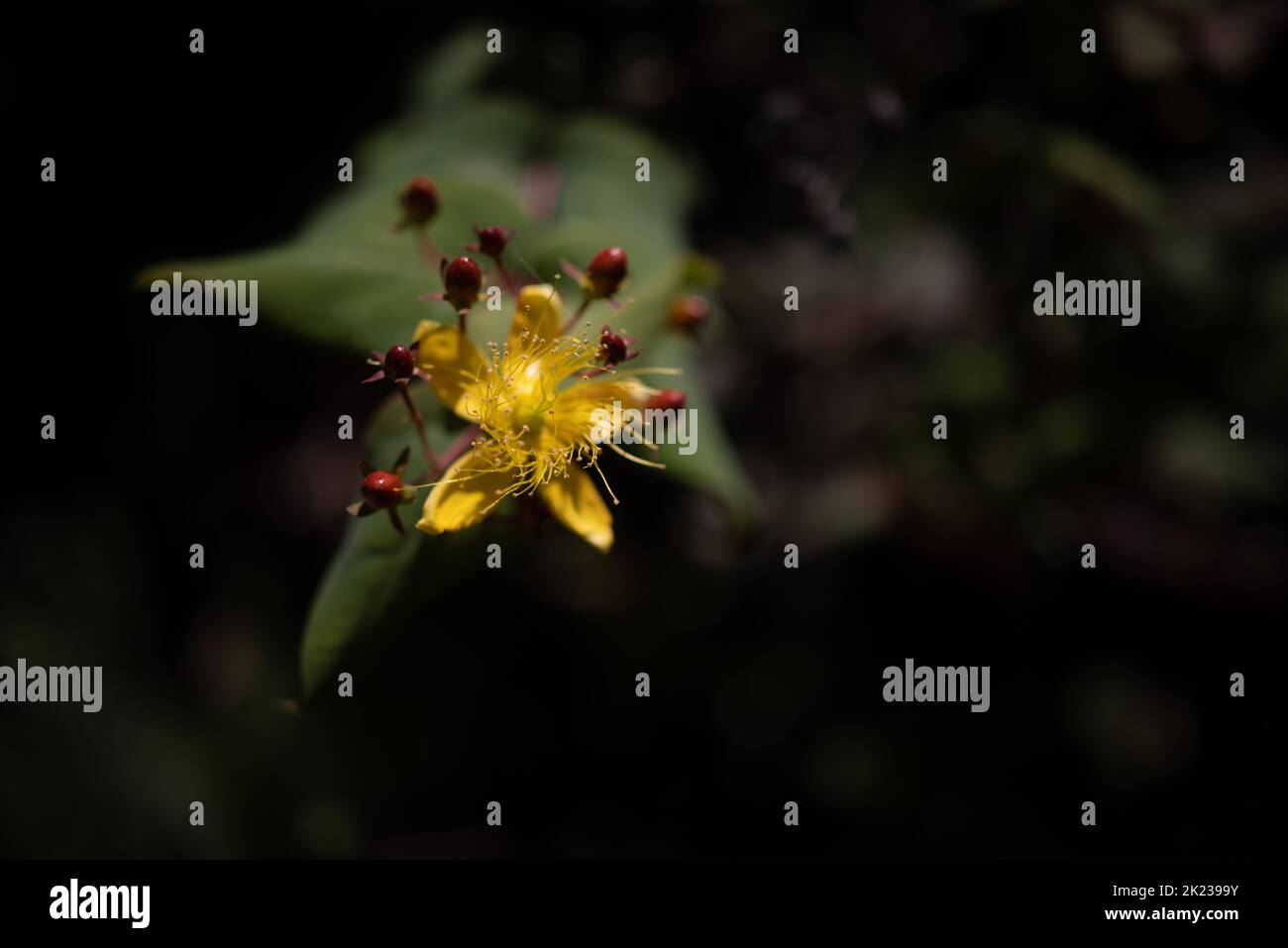 Slender St Johns-wort yellow flower and red berries on dark leaves background Stock Photo