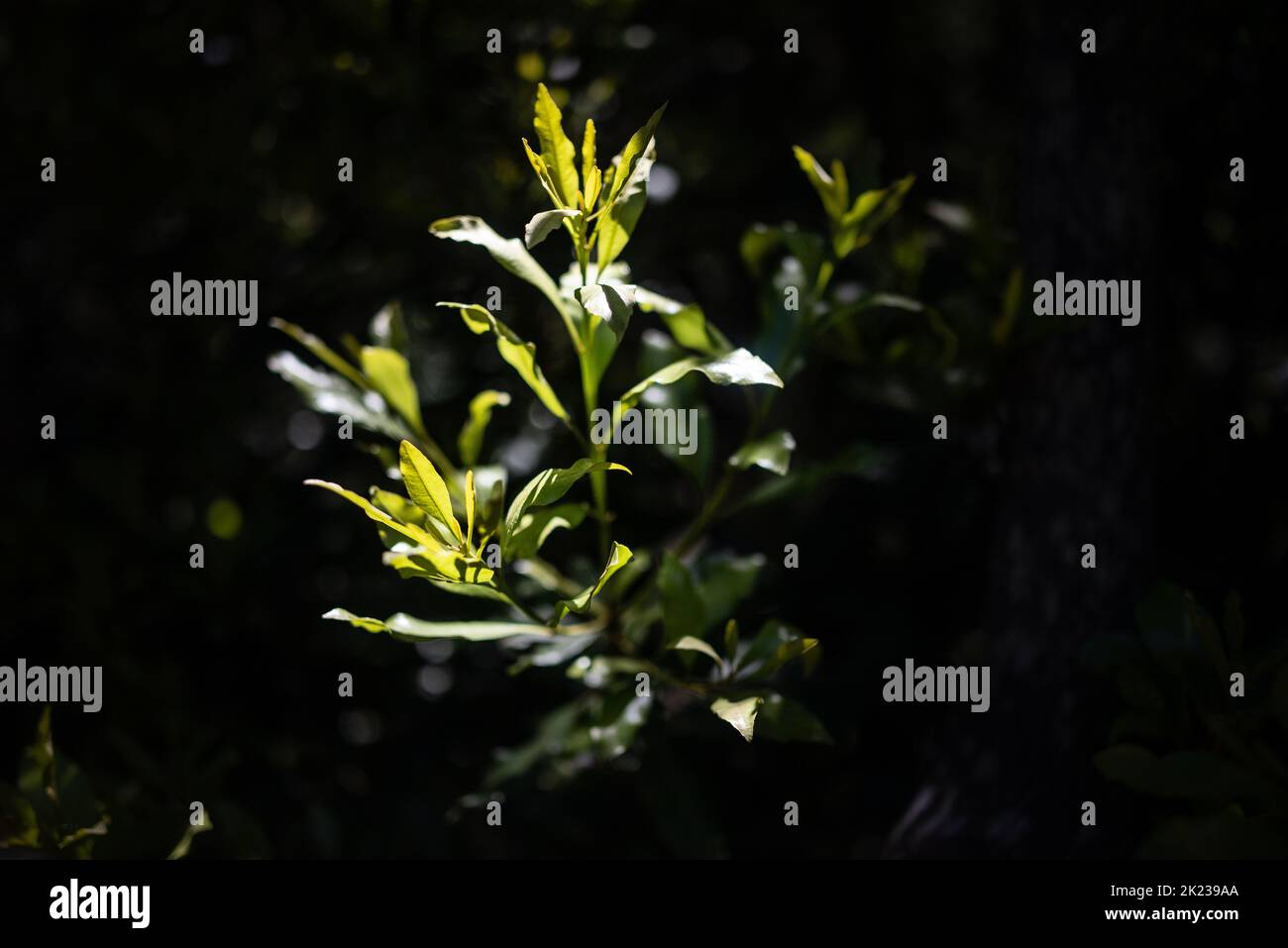 Fresh sprouts in the sunlight on dark leaves background. New leaves growing Stock Photo