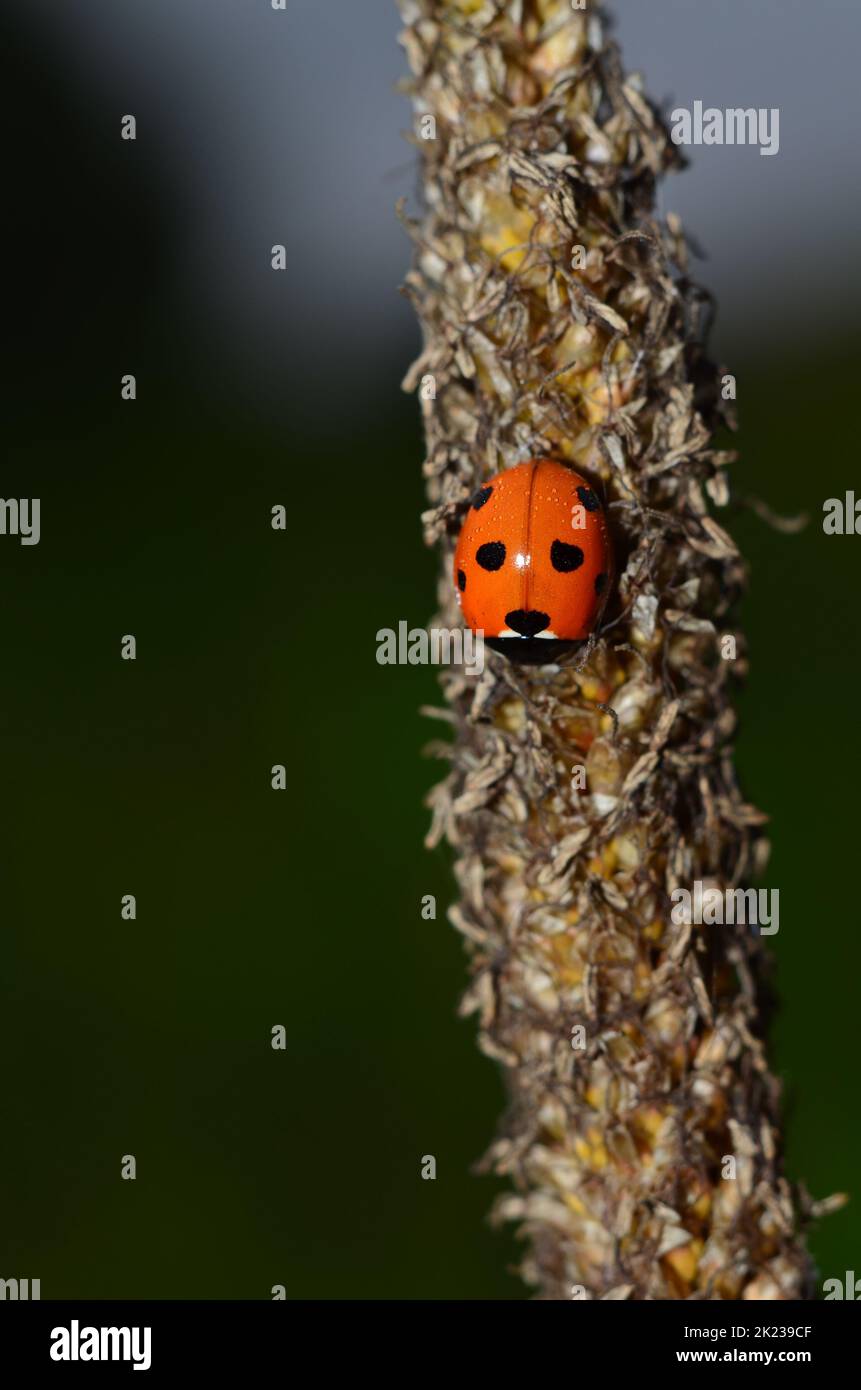 ladybug vertical and dark Stock Photo