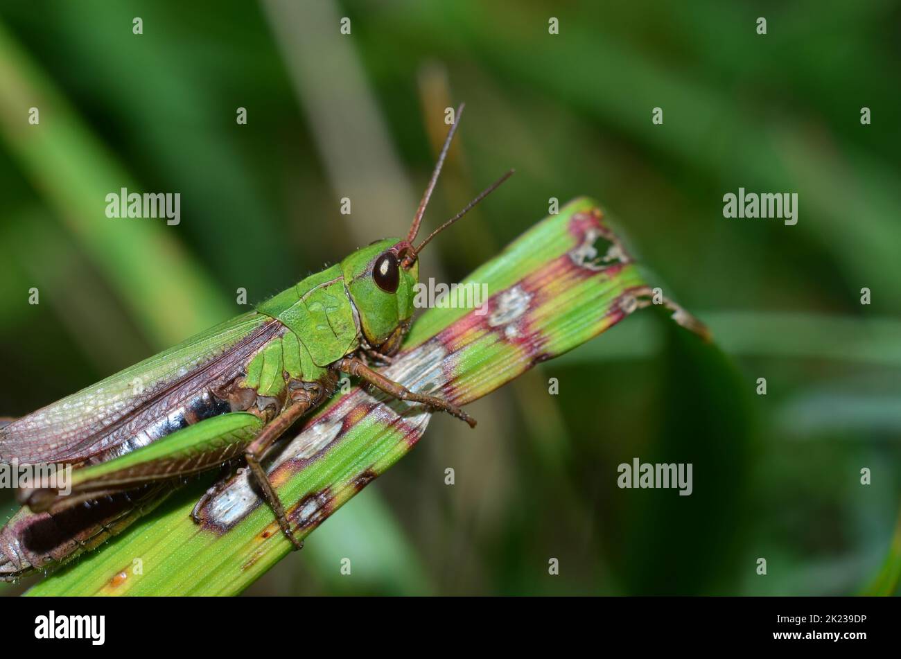 green grasshopper from the side Stock Photo