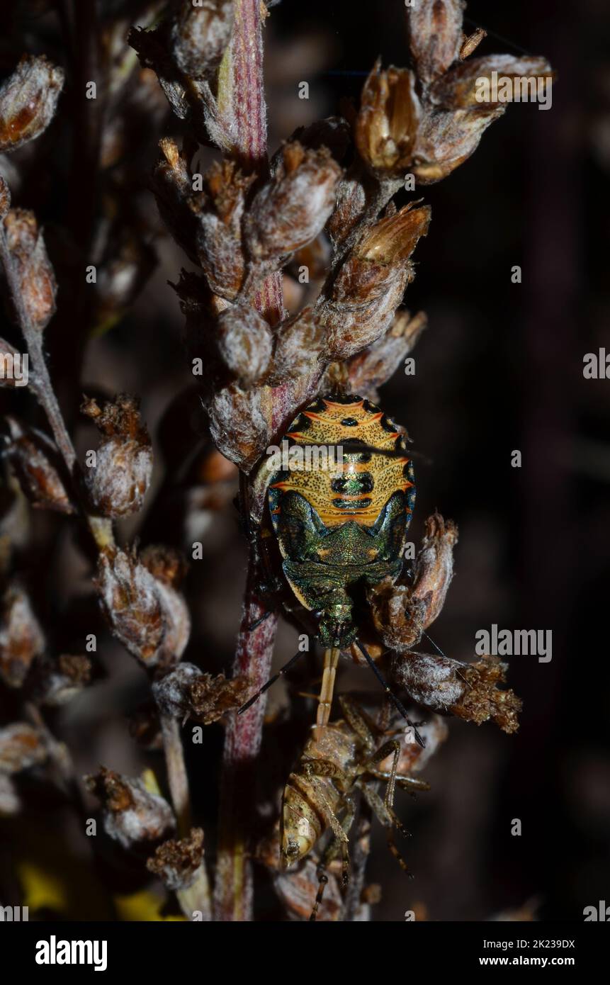 Final instar nymph of the bronze shieldbug Stock Photo