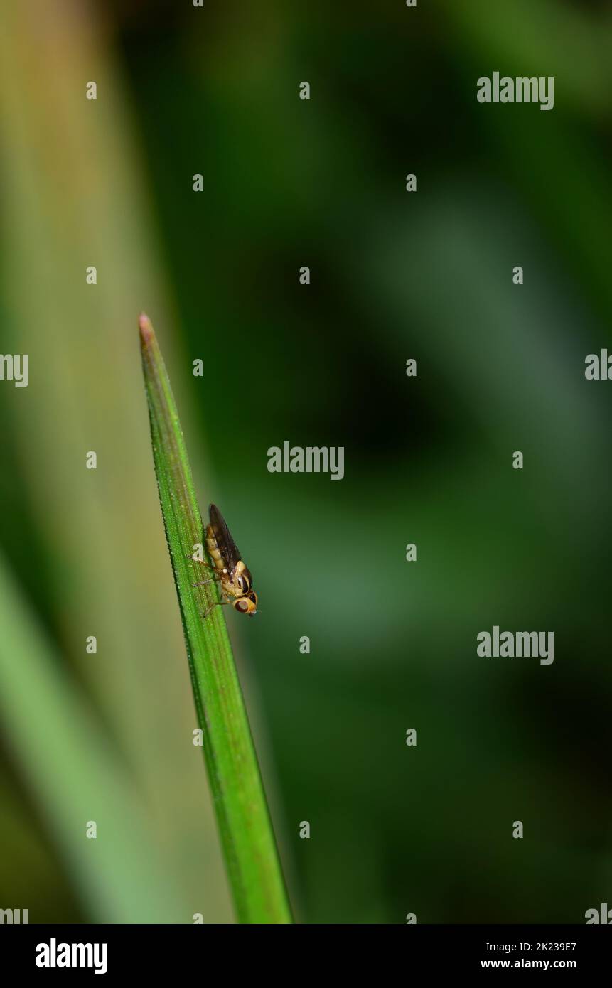 yellow spear-winged fly Stock Photo