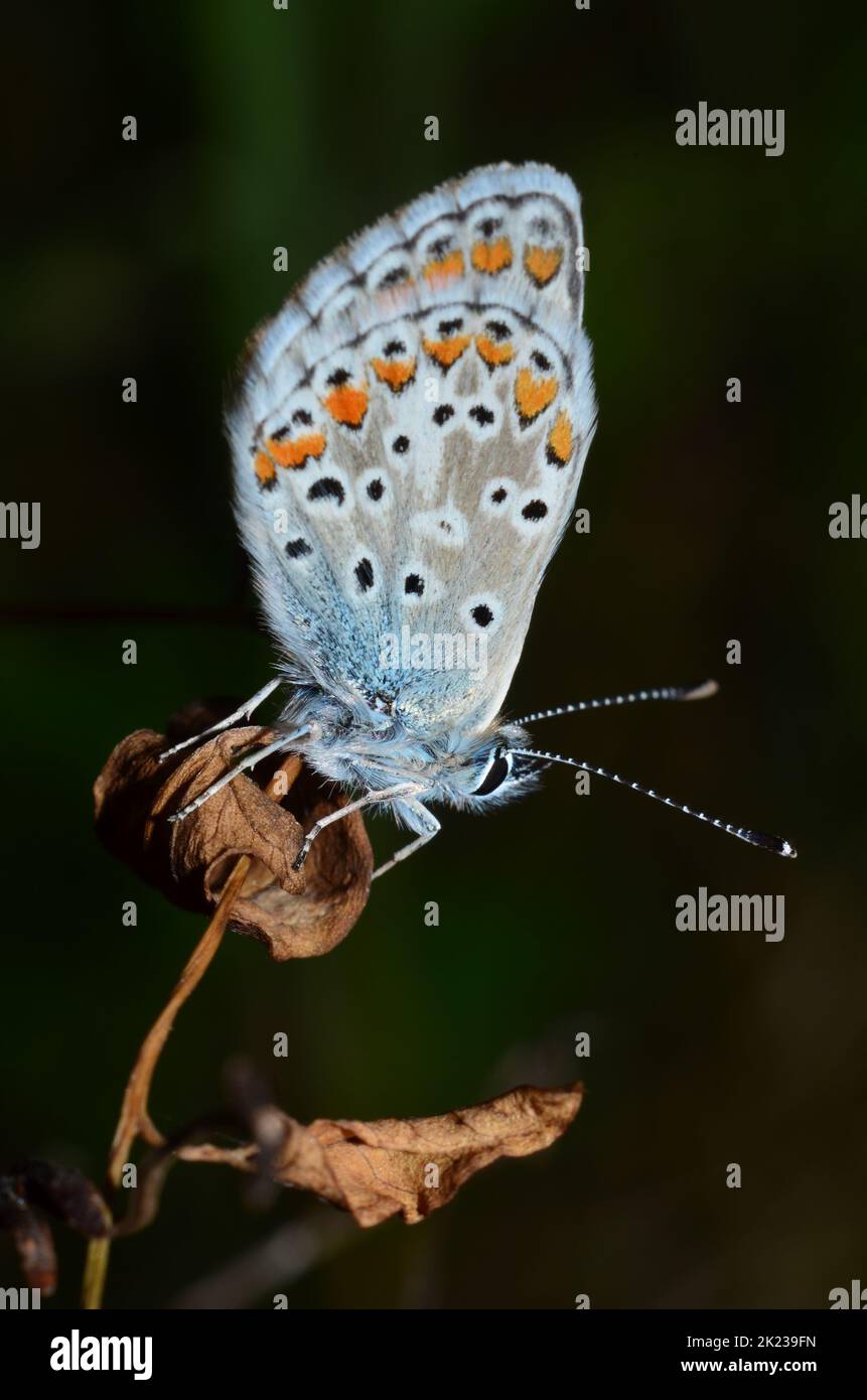Silver-studded blue butterfly Stock Photo