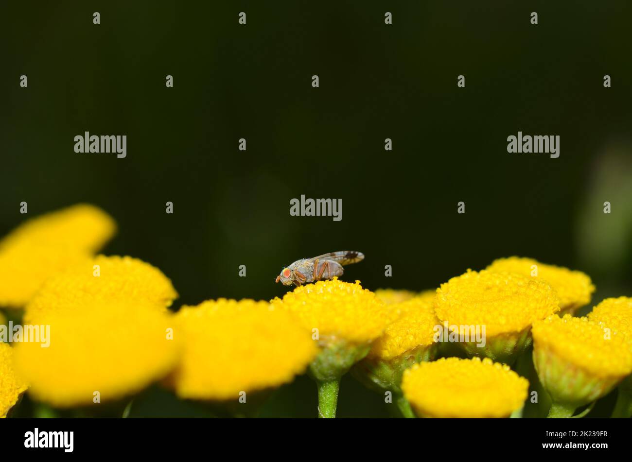 Fly and Tansy flower Stock Photo