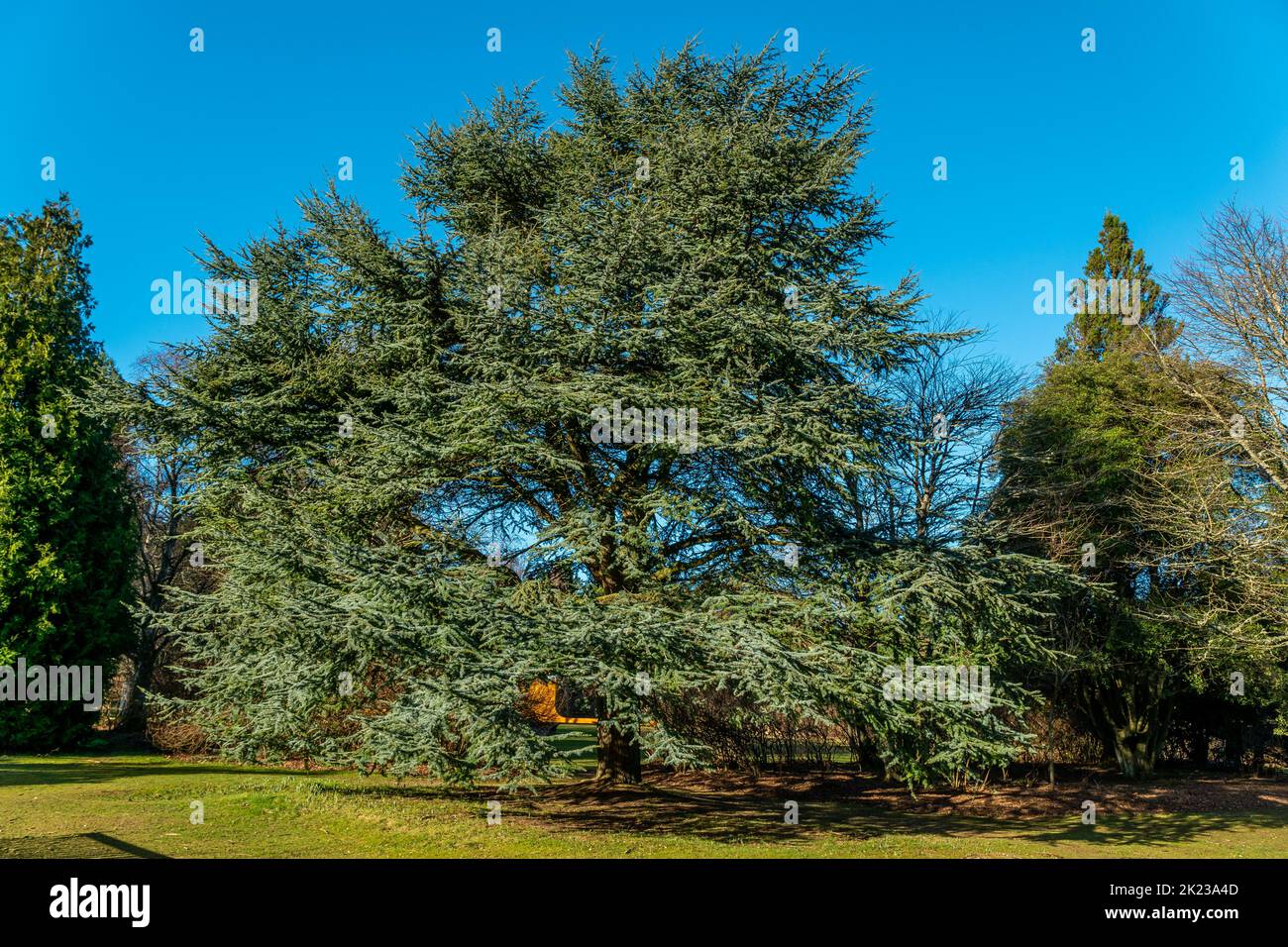 The tree of the garden form of the Atlas Cedar. Stock Photo