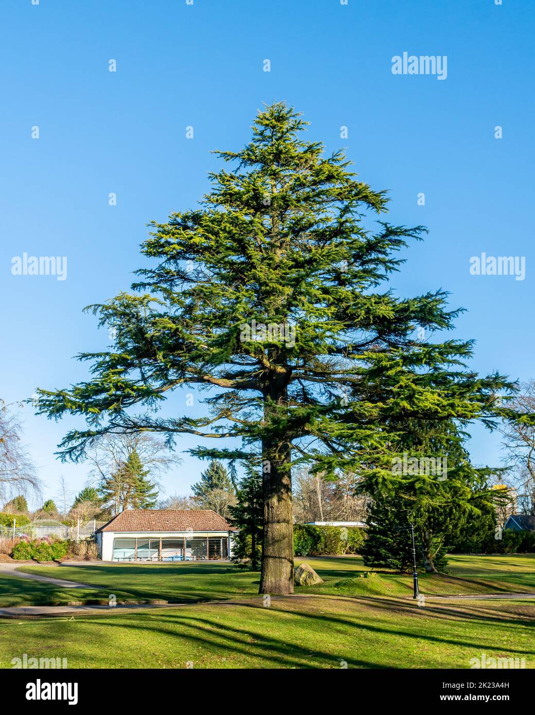 Atlas Cedar tree Stock Photo Alamy
