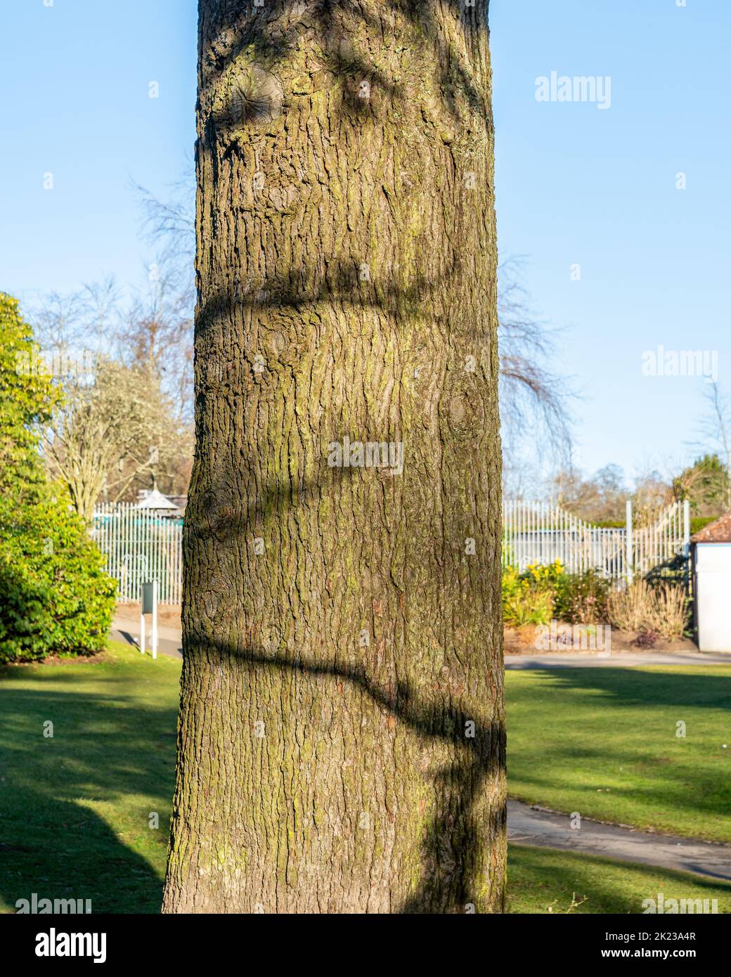 The tree trunk of the Atlas Cedar. Stock Photo