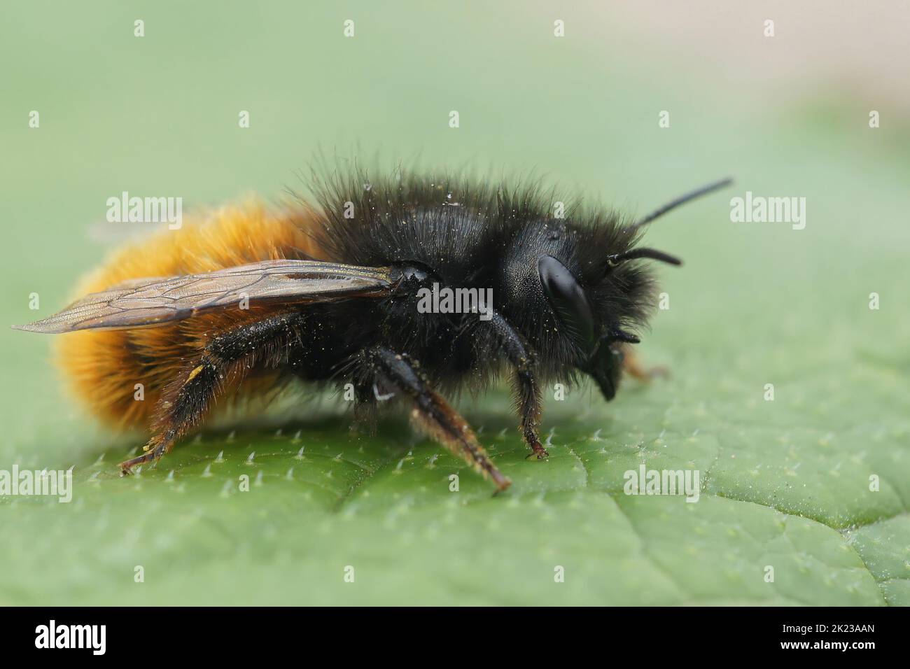 Closeup on a fluffy red and black female European orchards mason bee, Osmia cornuta sitting on a green leaf in the garden Stock Photo