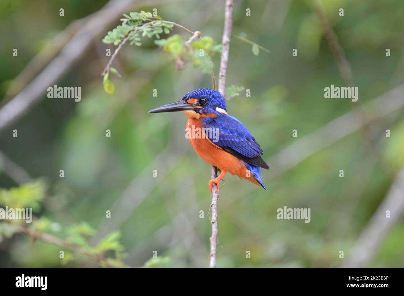 Blue-eared kingfisher (Alcedo meninting), also known as the deep blue kingfisher Stock Photo