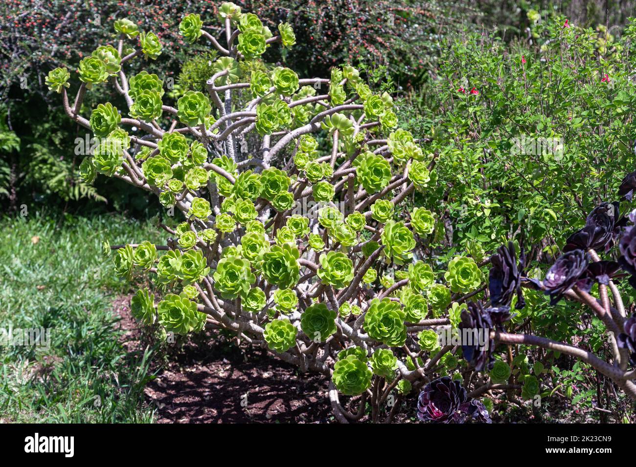 It is a subtropical alpine evergreen shrub of the Aeonium Canariense. Stock Photo