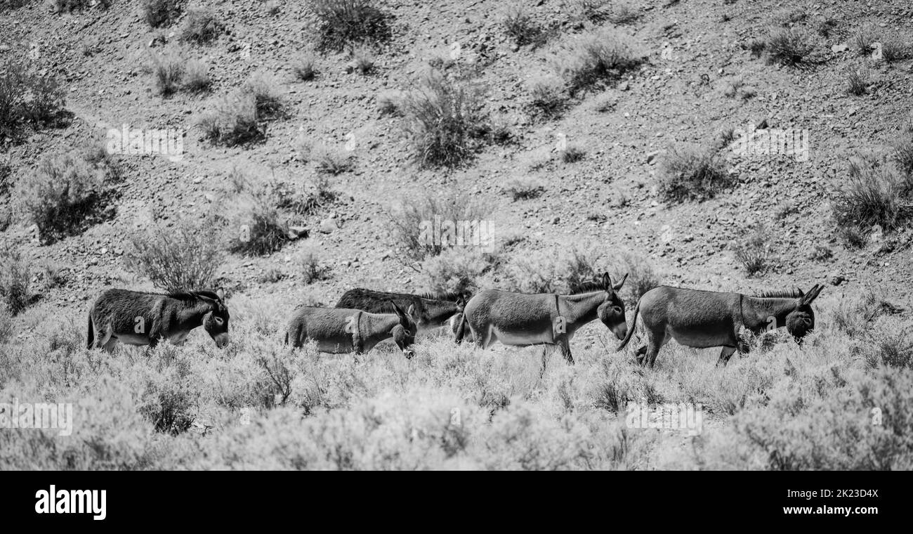 Death valley wildlife Black and White Stock Photos & Images - Alamy