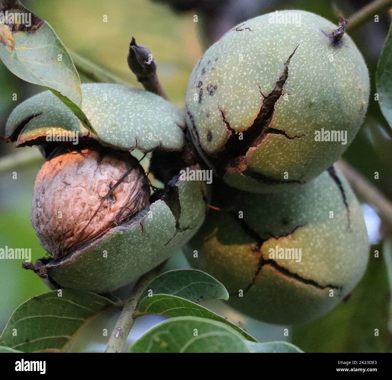 cracked Walnut just before Harvest Stock Photo