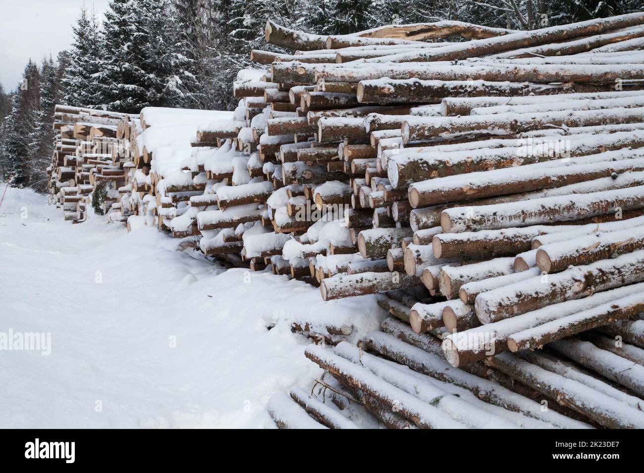 A TIMBER WOODPILE  in winter Stock Photo