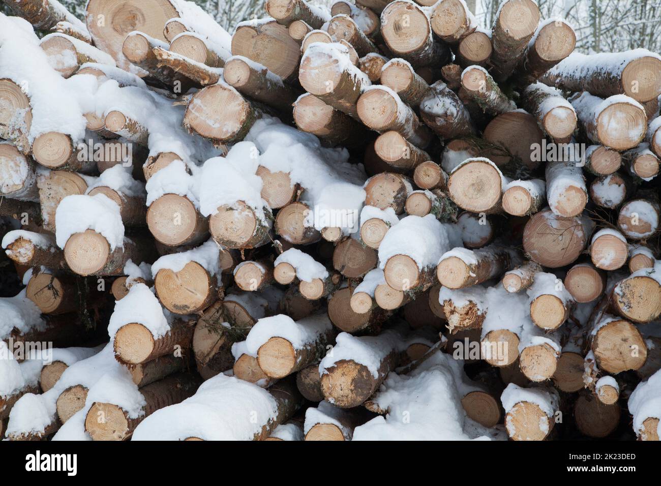 A TIMBER WOODPILE  in winter Stock Photo