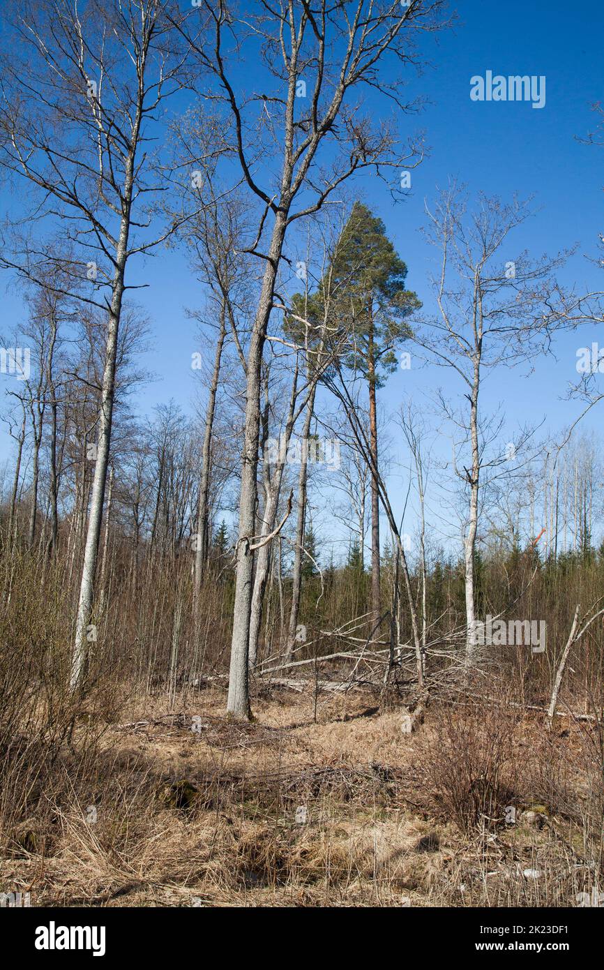SCRUB FOREST on older felled areas that have had stunted new growth Stock Photo
