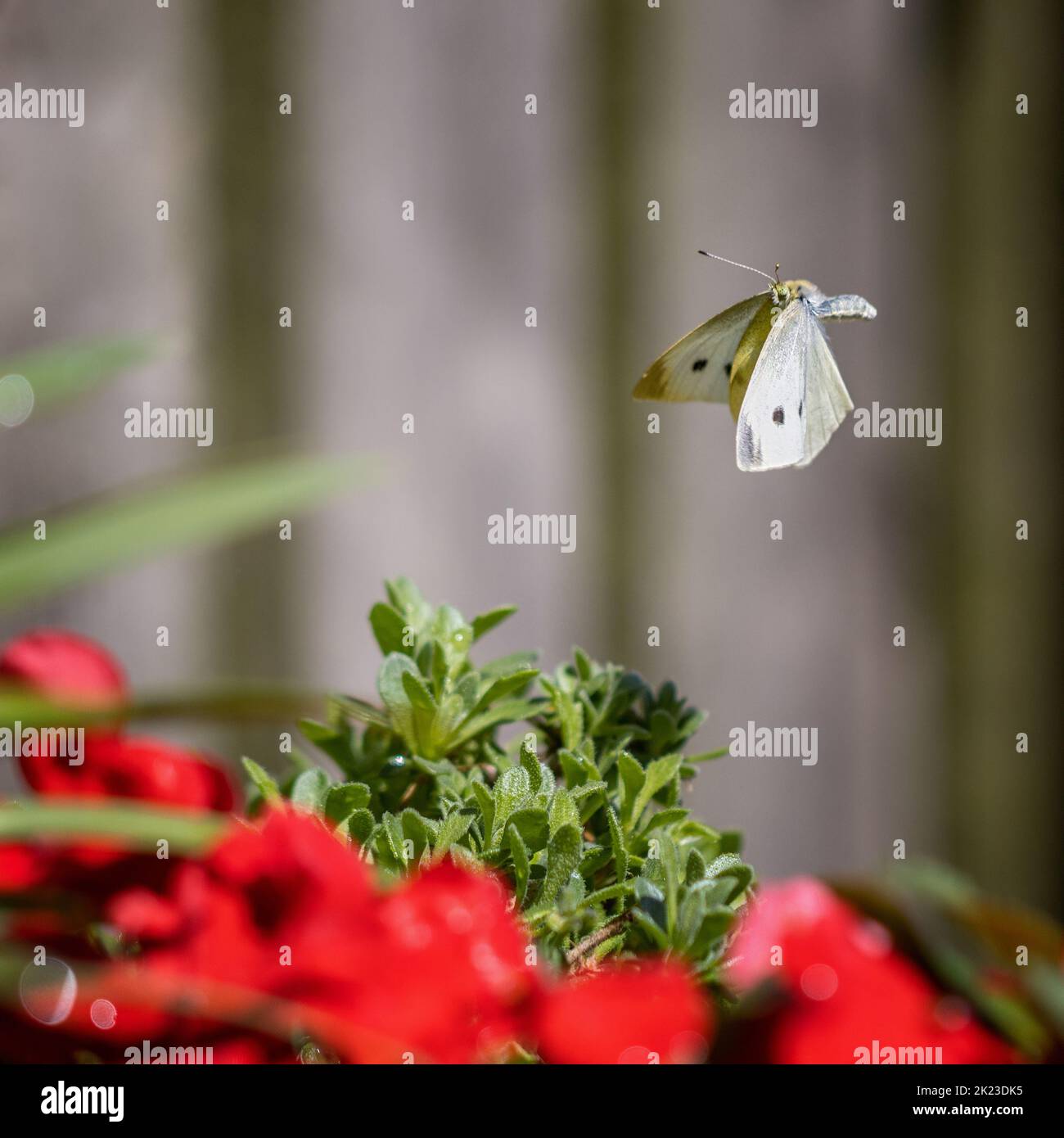 Small White butterfly (Pieris rapae) flying over red busy lizzie flowers in a garden, UK wildife Stock Photo