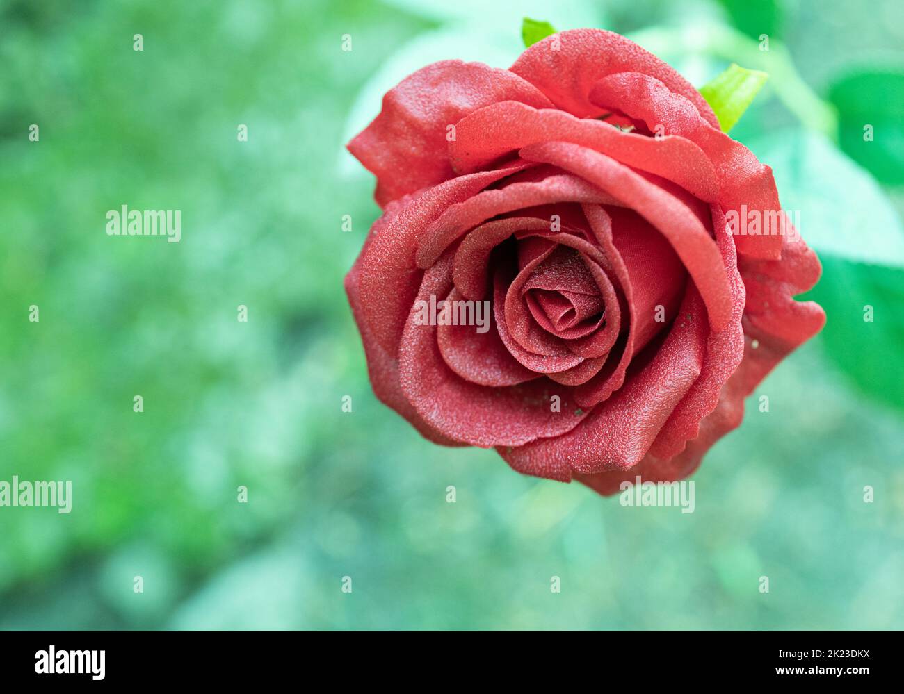 Closeup artificial red rose with moist petals. Red rose on a blurry background Stock Photo Alamy